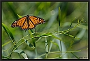 monarchvlinder 7D 9896 kopie